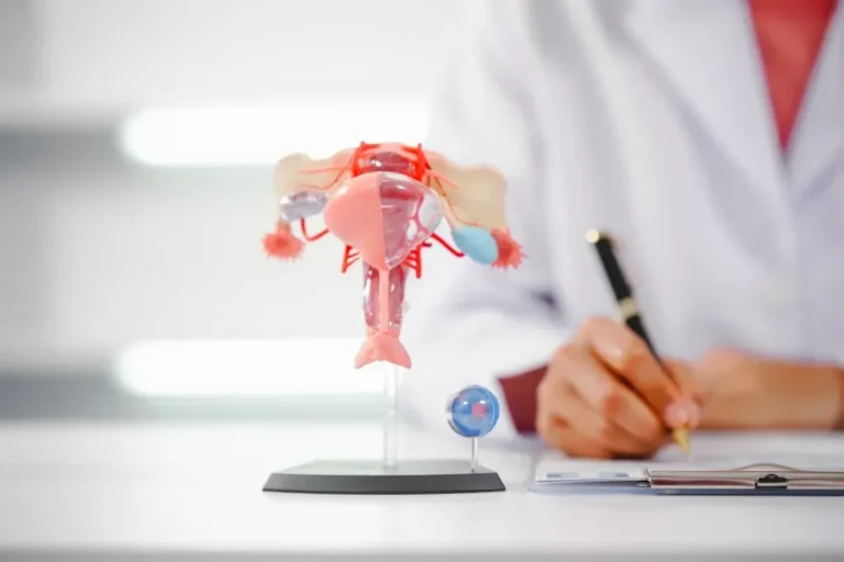 Female reproductive anatomy model